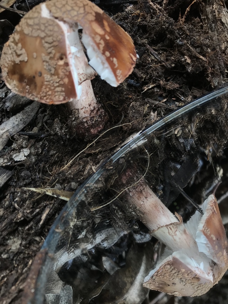 Amanita brunneolocularis · May 2021 · photo: © nbareschu (iNaturalist, cc-by)