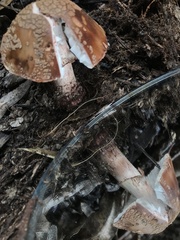 Amanita brunneolocularis