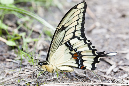 Thoas Swallowtail