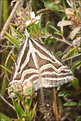 Dichromodes confluaria