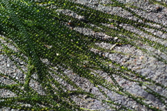 Urospora wormskioldii