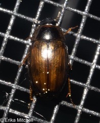 Enochrinae