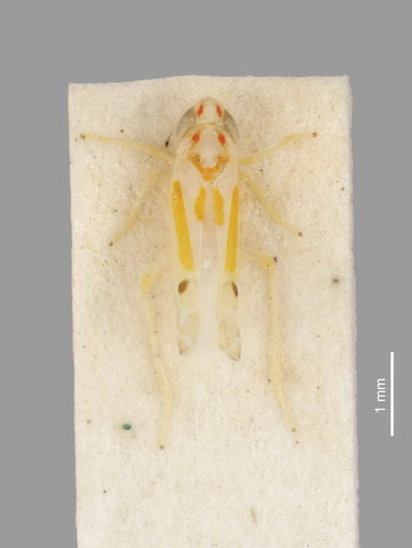 Edith's Leafhopper