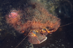 Elassochirus tenuimanus image