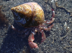 Pagurus ochotensis