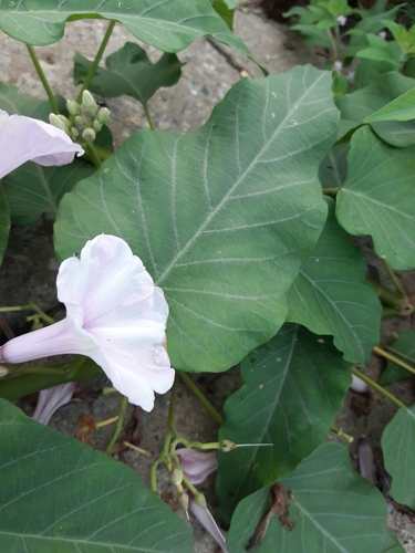 Bush Morning Glory