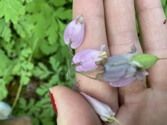 Dicentra formosa