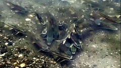 Catostomus catostomus