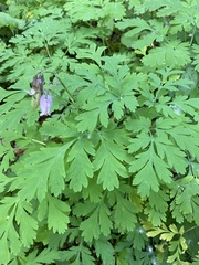 Dicentra formosa