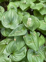 Maianthemum dilatatum