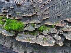 Gloeophyllum abietinum