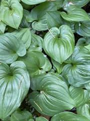 Maianthemum dilatatum