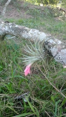 Tillandsia recurvifolia