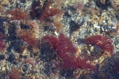 Schizobranchia insignis