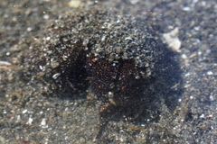Aglaja ocelligera