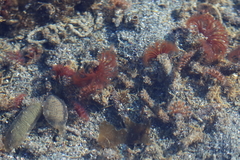 Schizobranchia insignis