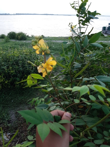 Coffee Senna