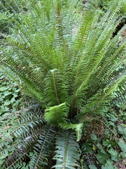 Polystichum munitum