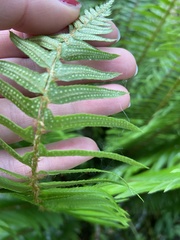 Polystichum munitum