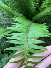 Polystichum munitum