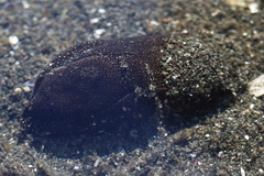 Aglaja ocelligera