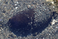 Aglaja ocelligera
