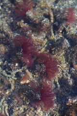 Schizobranchia insignis