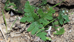 Pentagramma triangularis triangularis