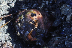 Anthopleura artemisia