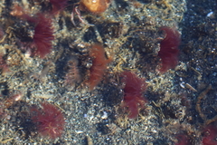 Schizobranchia insignis