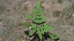 Pentagramma triangularis triangularis