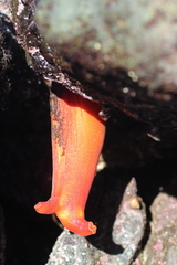 Halocynthia aurantium