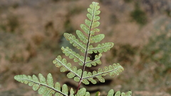 Pentagramma triangularis triangularis