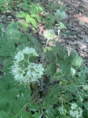 Hydrophyllum macrophyllum