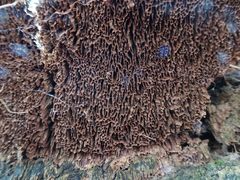 Gloeophyllum abietinum