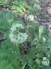 Hydrophyllum macrophyllum