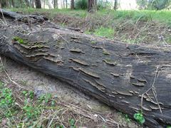 Gloeophyllum abietinum