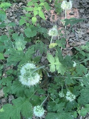 Hydrophyllum macrophyllum
