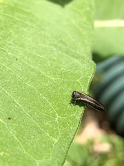 Agrilus bilineatus
