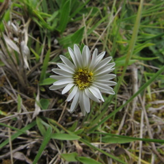 Noticastrum marginatum