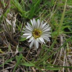 Noticastrum marginatum