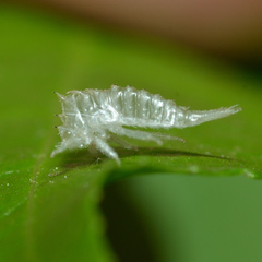 Stictocephala militaris