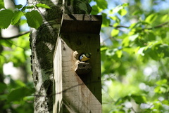 Cyanistes caeruleus