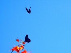 Battus polydamas polydamas