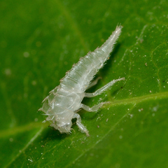 Stictocephala militaris