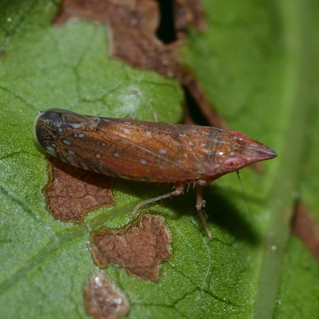 Scaphytopius rubellus