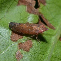Scaphytopius rubellus