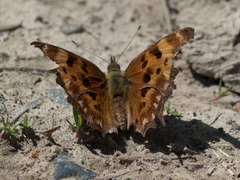 Polygonia oreas