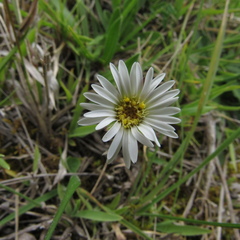 Noticastrum marginatum