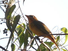 Piranga rubra